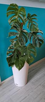 Monstera variegata incl..luxe grote bloempot..lechuza, Ophalen