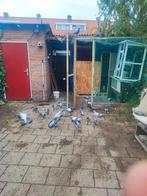 mooie Duiven, Dieren en Toebehoren