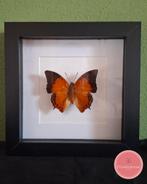 Charaxes affinis – vlinder in een strakke zwarte lijst, Ophalen of Verzenden, Nieuw, Insect, Opgezet dier
