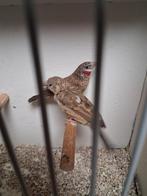 Mooi koppeltje bandvinken, Dieren en Toebehoren, Vogels | Overige Vogels, Meerdere dieren