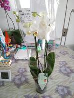 Witte orchidee in verpakking, Tuin en Terras, Halfschaduw, Zomer, Vaste plant, Overige soorten
