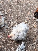 Cochin kriel krul haantje, Dieren en Toebehoren, Pluimvee, Mannelijk, Kip
