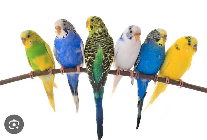 Grasparkieten beschikbaar, Dieren en Toebehoren, Vogels | Parkieten en Papegaaien, Parkiet, Meerdere dieren, Tam