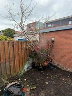 Appel boom, Tuin en Terras, Planten | Bomen, Ophalen of Verzenden, Lente, Volle zon, Overige soorten