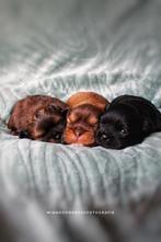 Shihpoo, Dieren en Toebehoren, Honden | Chihuahua's en Gezelschapshonden, Rabiës (hondsdolheid), Overige rassen, 8 tot 15 weken