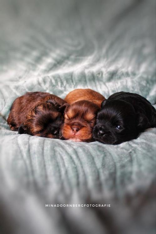 Shihpoo, Dieren en Toebehoren, Honden | Chihuahua's en Gezelschapshonden, Meerdere dieren, Overige rassen, Particulier, Meerdere