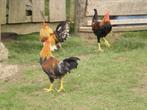 BROEDEIEREN: LEGHORN PATRIJS, Geslacht onbekend, Kip