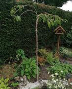 Prunus Kiku Zakura, Tuin en Terras, Planten | Bomen, Ophalen, Lente, 100 tot 250 cm, Treurboom