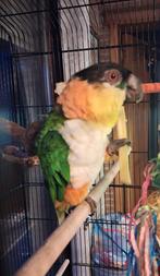 Broedman zwartkop caique, Mannelijk, Papegaai, Geringd