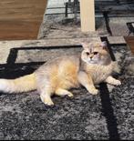 Delft, Dieren en Toebehoren, Katten en Kittens | Overige Katten