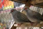 Diamantduifjes., Meerdere dieren, Overige soorten