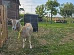 Toggenburger melkgeit, Dieren en Toebehoren, Schapen, Geiten en Varkens, Vrouwelijk, Geit, 3 tot 5 jaar