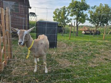 Toggenburger melkgeit  beschikbaar voor biedingen