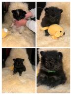 Mogen nu weg   mooie echte bearface pomeriaan pups, Keeshond, 8 tot 15 weken, Meerdere, Meerdere dieren