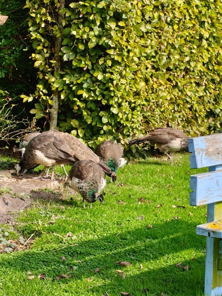 Prachtige jonge mannetjes pauwen / mannetjespauw / pluimvee, Dieren en Toebehoren, Pluimvee, Overige soorten, Mannelijk