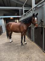 Kwpn te koop, Gechipt, Ruin, M, Dressuurpaard