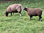 Bonte schapen - ooi, Dieren en Toebehoren, Schapen, Geiten en Varkens, Vrouwelijk, Schaap