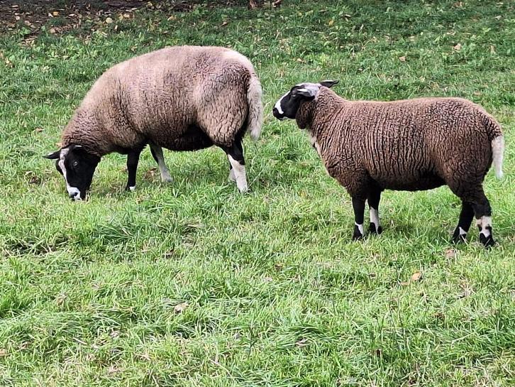 Bonte schapen - ooi, Dieren en Toebehoren, Schapen, Geiten en Varkens, Schaap, Vrouwelijk