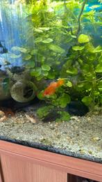Platy vrouw, Vis