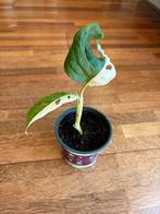 Leuke Monstera adansonii variegata plant 4, Huis en Inrichting, Kamerplanten, Ophalen of Verzenden, Overige soorten, Minder dan 100 cm