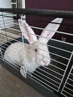 Mega tamme Vlaamse reus inclusief kooi, Dieren en Toebehoren, Konijnen, Mannelijk, Groot, 0 tot 2 jaar