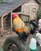 Haantje zoekt nieuw huis, Dieren en Toebehoren, Mannelijk, Kip