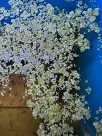 Gratis drijfplantjes, Dieren en Toebehoren, Ophalen, Zo goed als nieuw, Plant(en), Steen of Hout