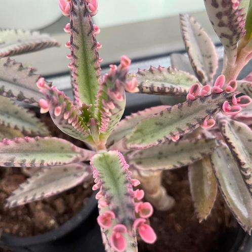 Kalanchoe Pink Butterfly, Huis en Inrichting, Kamerplanten, Overige soorten, Minder dan 100 cm, Ophalen