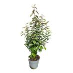 Eleagnus ebbingei olijfwilg 80/100 in pot, Ophalen of Verzenden, Bloeit niet, Overige soorten, Volle zon