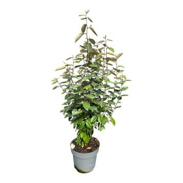Eleagnus ebbingei olijfwilg 80/100 in pot beschikbaar voor biedingen