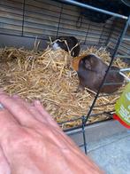 Cavia’s 2 broertjes. 1.5 jaar oud., Dieren en Toebehoren, Knaagdieren, Cavia, Mannelijk, Januari, Tam