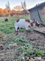 Dwerggeit dekbok bok bont, Dieren en Toebehoren, Schapen, Geiten en Varkens, Mannelijk, Geit