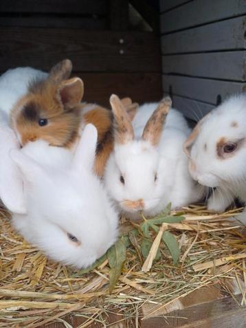 (Buiten) konijntjes. Leeuwenkop (lionhead) x NLhangoor  beschikbaar voor biedingen
