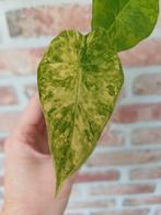 Alocasia gageana aurea variegata, Ophalen, Overige soorten, Minder dan 100 cm