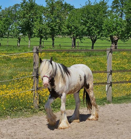 Irish Cob hengst van 2 jaar, Dieren en Toebehoren, Paarden, Hengst, Onbeleerd, Minder dan 160 cm, 0 tot 2 jaar, Met stamboom, Gechipt