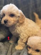 Te koop mooi creme kleurige maltipoo pups, Dieren en Toebehoren, Nederland, 8 tot 15 weken, Meerdere, Meerdere dieren