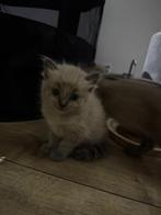 100 % Ragdoll kittens nog 3 katertjes over, Dieren en Toebehoren, Meerdere dieren, Ontwormd, 0 tot 2 jaar