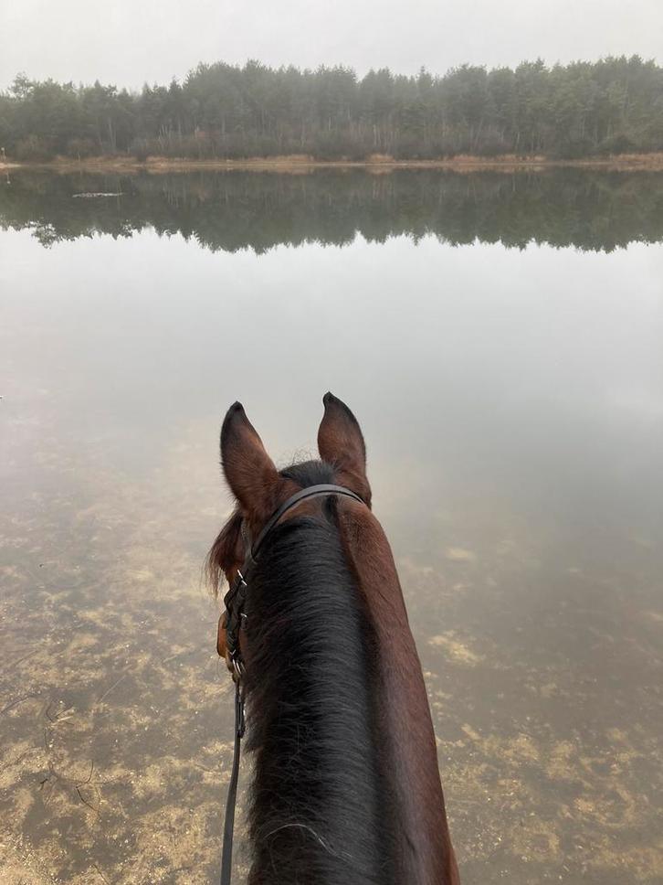 Weide van +/- 1 ha gezocht in omgeving Mill/Langeboom, Dieren en Toebehoren, Stalling en Weidegang