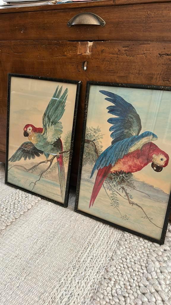 2 antieke oude tekeningen in houten lijst papegaaien, Antiek en Kunst, Kunst | Tekeningen en Foto's, Ophalen of Verzenden