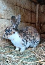 Standaard rex driekleur dalmatier, Dieren en Toebehoren, Mannelijk, Middelgroot, 0 tot 2 jaar