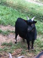 Dekbok, dwergbok, Mannelijk, Geit, 0 tot 2 jaar