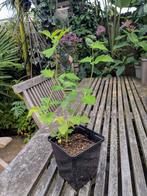 Leycesteria formosa, Ophalen, Zomer, Overige soorten
