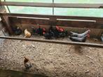 Chabo zwart wit gepareld haantjes, Dieren en Toebehoren, Pluimvee, Mannelijk, Kip