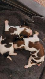 Kooikerhondje kooiker pups Raszuiver, Nederland, Rabiës (hondsdolheid), Overige rassen, 8 tot 15 weken