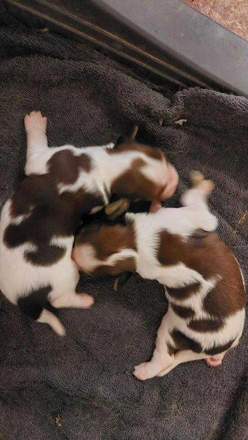 Kooikerhondje kooiker pups Raszuiver, Dieren en Toebehoren, Honden | Retrievers, Spaniëls en Waterhonden, Meerdere dieren, Overige rassen