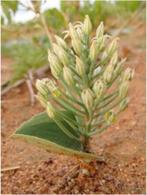 Caudex Eriospermum Cooperii uit Zuid Afrika in de 12 cm pot., Overige soorten, Minder dan 100 cm, Ophalen of Verzenden, In pot