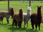 Alpaca’s 4 merries en 1 hengst, Meerdere dieren