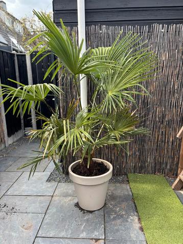 Winterharde Palmboom 2 meter incl. pot beschikbaar voor biedingen