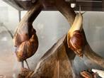 Baby afrikaanse reuzen slakken, Dieren en Toebehoren, Reptielen en Amfibieën, Overige soorten, 0 tot 2 jaar