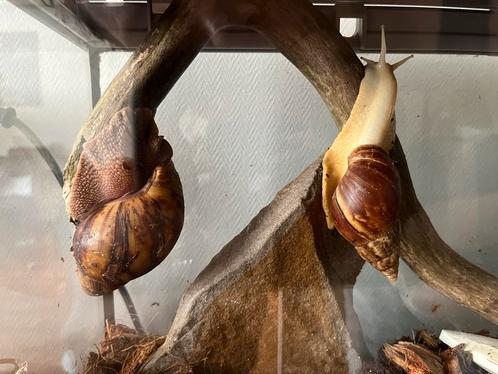 Baby afrikaanse reuzen slakken, Dieren en Toebehoren, Reptielen en Amfibieën, Overige soorten, 0 tot 2 jaar